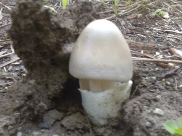 Funghetto in crescita